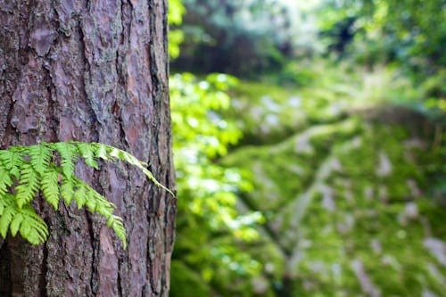 Free Green Leaves Beside Tree Bark Stock Photo