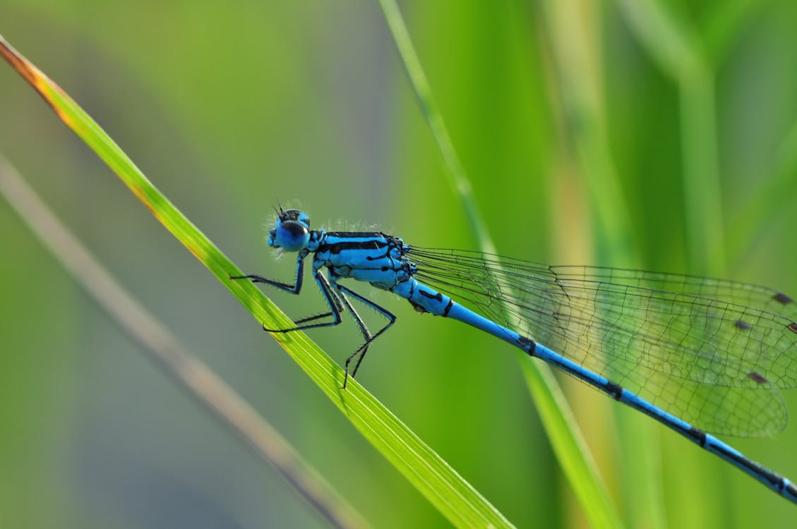 Gratis Blue Dragon Fly Foto a disposizione