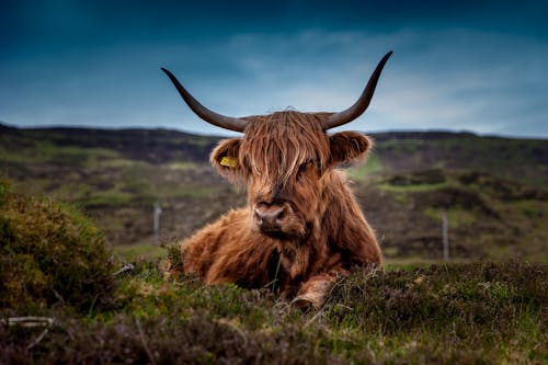 Brown Long Coat Cow Lying on Green Grass