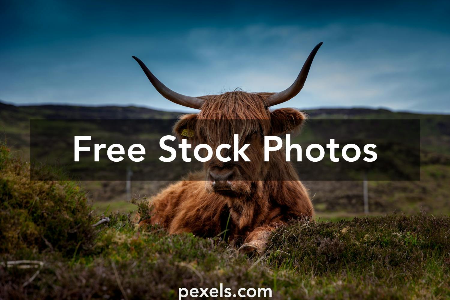 gallery of scottish highlander cattle