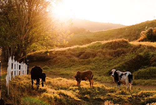 動物攝影, 天性, 奶牛 的 免费素材图片