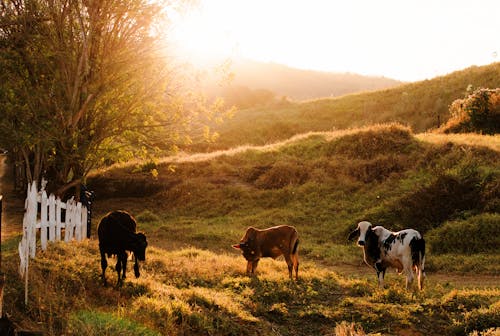 Cows Standing on a Field