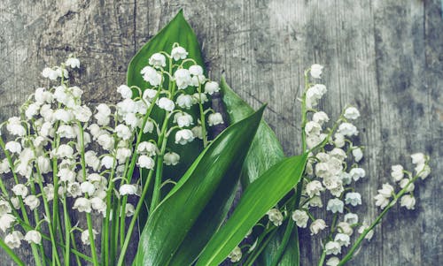 White Flowers