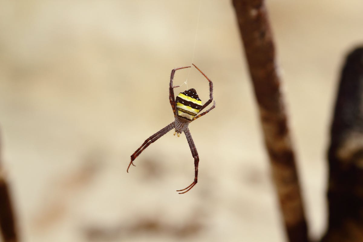 Shih Tzu completing a DIY indoor obstacle course