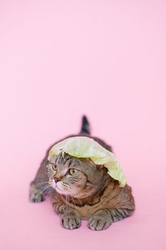一只幽默的虎斑猫戴着卷心菜叶做的帽子，背景是粉色的