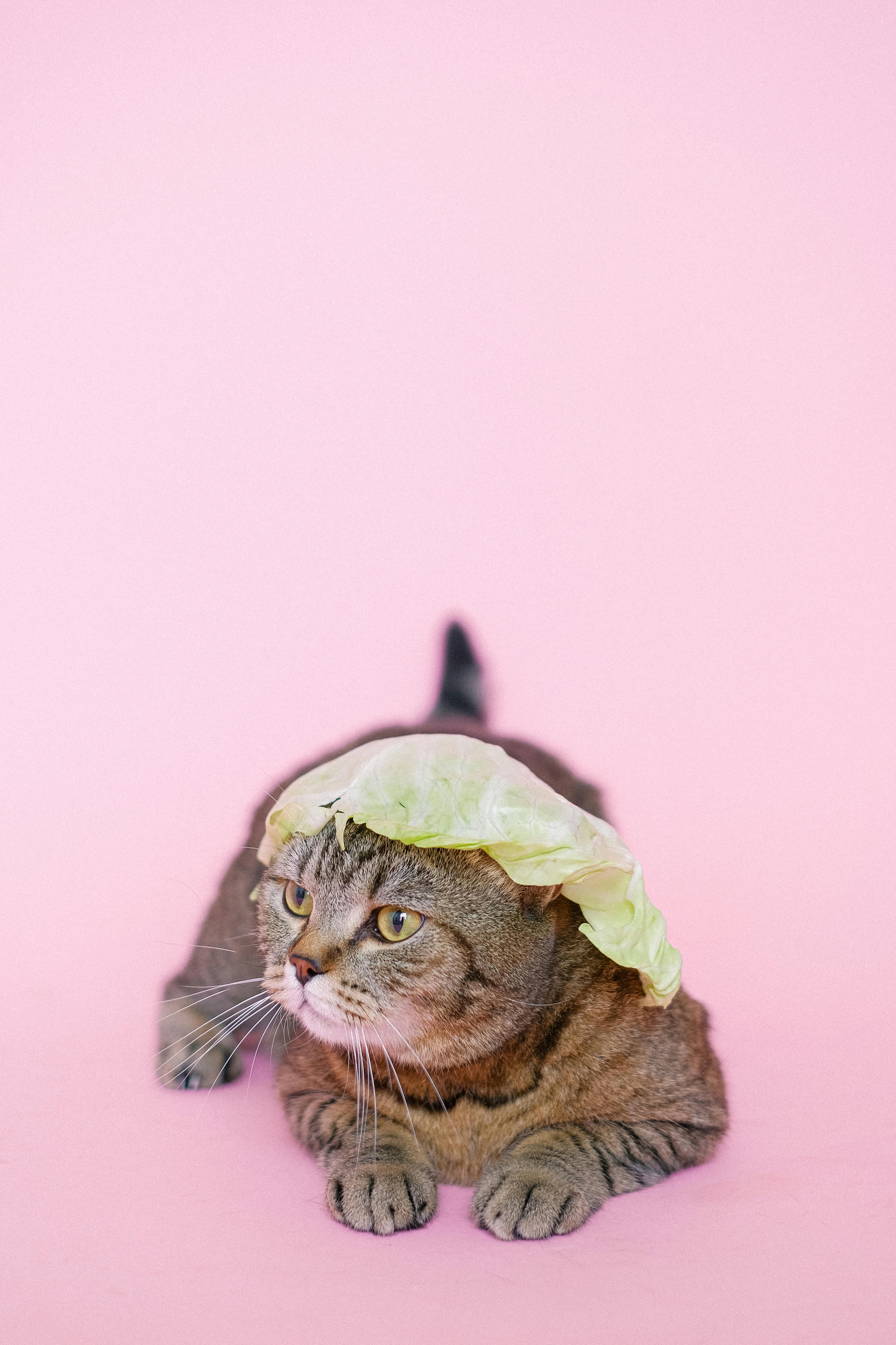 Cat with a hat: изображения без лицензионных платежей