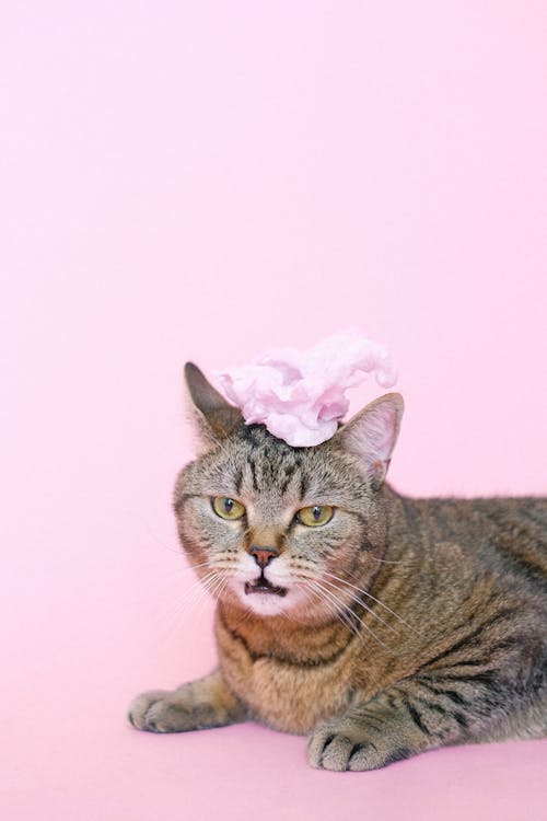 Free Brown Tabby Cat Making Funny Face Stock Photo