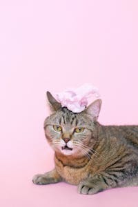 Veterinary Care Image