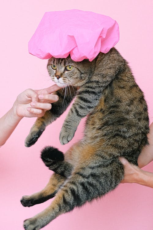 Brown Tabby Cat Wearing Shower Cap