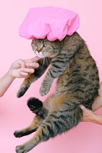 Veterinary Care Image