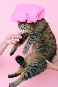 一只可爱的虎斑猫戴着粉色浴帽，站在粉色背景前，场景俏皮又异想天开
