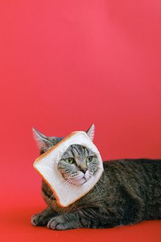 一只可爱的虎斑猫戴着面包片项圈，在鲜红色背景下摆着姿势