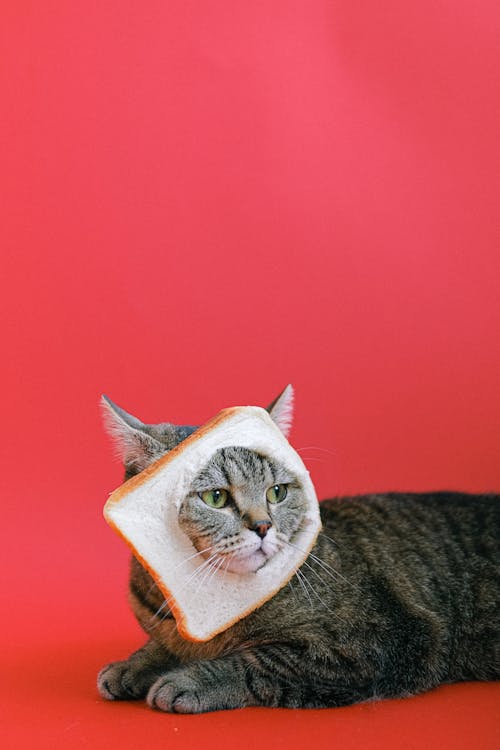 Free Brown Tabby Cat with Slice of Loaf Bread on its Head Stock Photo
