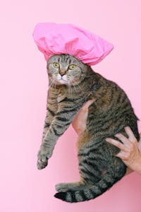 Veterinary Care Image