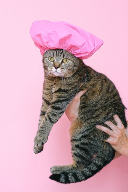 Adorable tabby cat wearing a pink shower cap against a pink background, adding a humorous touch.
