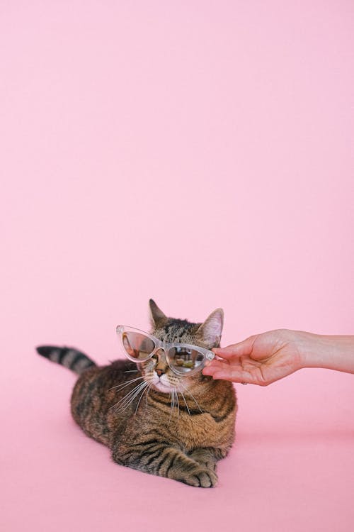 Person Putting Sunglasses on a Cat