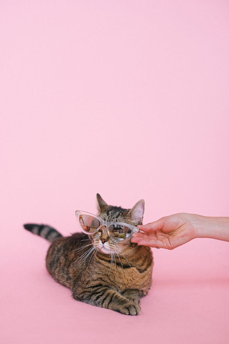 Person Putting Sunglasses On A Cat