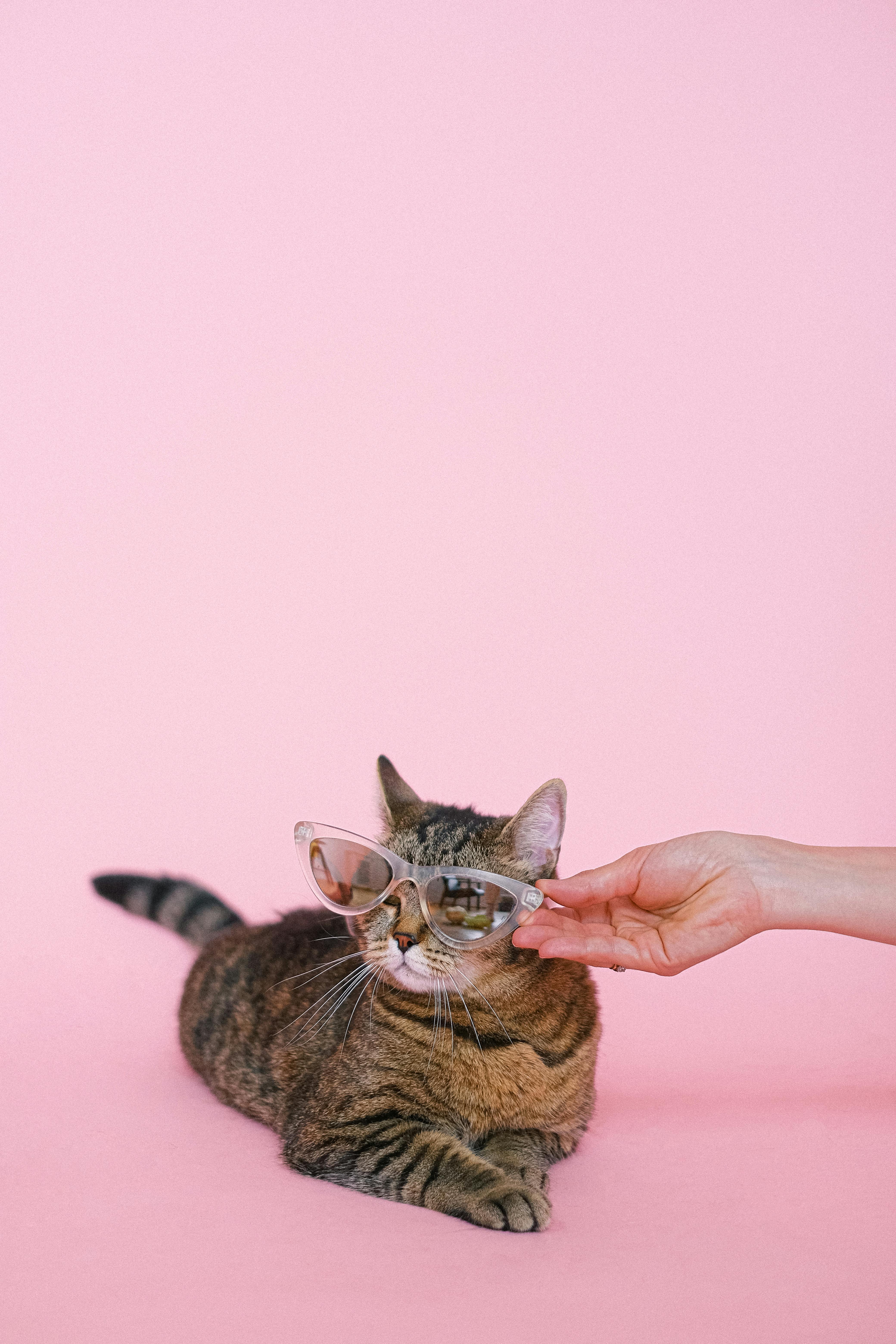black cat making angry face showing teeth on pink background, Stock image