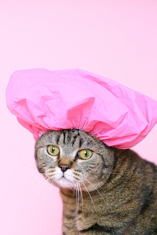 Free Scottish Fold Cat with Pink Shower Cap Stock Photo