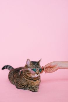 一只顽皮的虎斑猫戴着太阳镜，在充满活力的粉红色背景下被拍摄