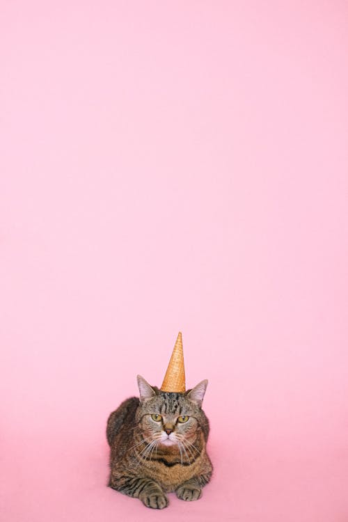 Free Cute Brown Tabby Cat wearing Party Hat  Stock Photo
