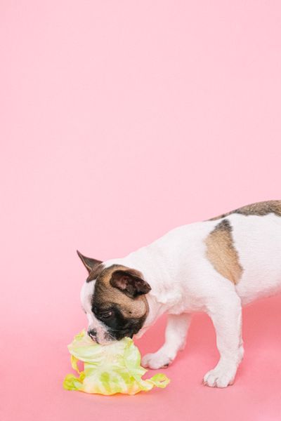 How to Transition Your French Bulldog's Food Safely