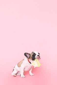 一只可爱的法国斗牛犬小狗在粉红色背景的演播室里咀嚼卷心菜
