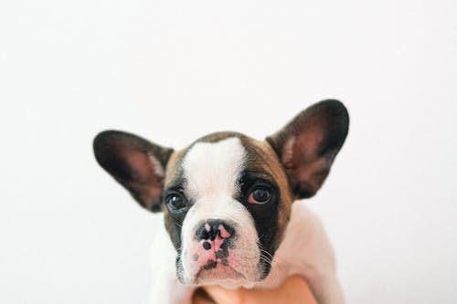 çok sevimli, Evcil Hayvan, Fransız Bulldog içeren Ücretsiz stok fotoğraf