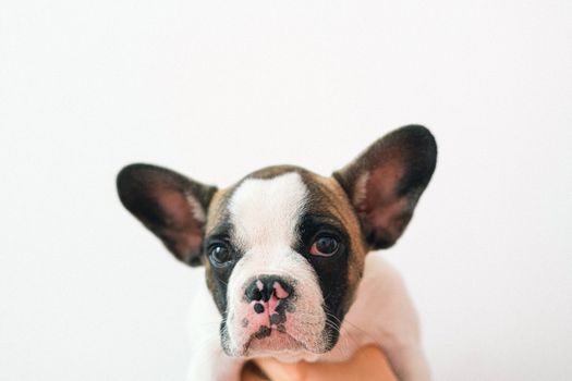 一只可爱的法国斗牛犬小狗的特写肖像，背景为白色