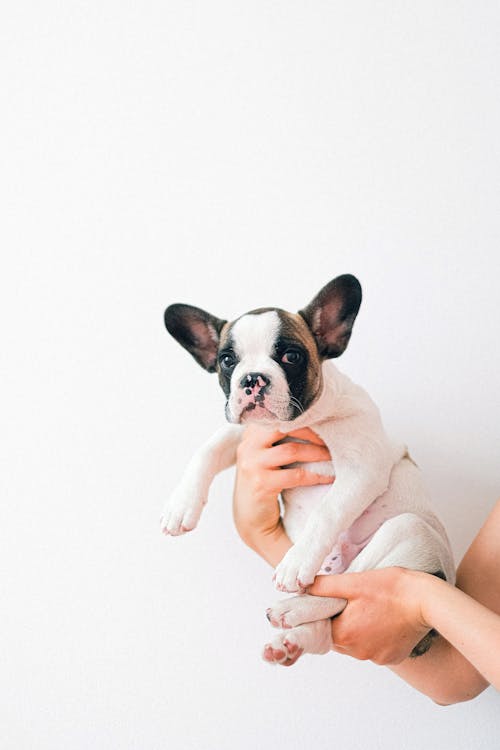 Free Photo of a Person carrying a French Bulldog Stock Photo