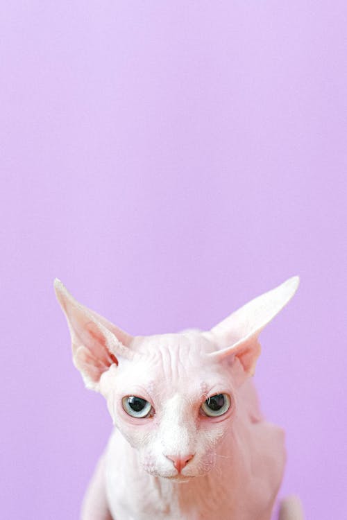 Sphynx Cat Near Pink Wall
