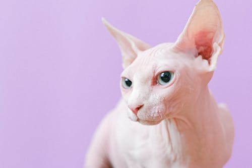 Free White Cat With Violet Background Stock Photo
