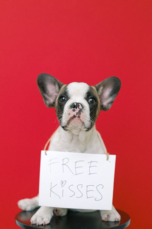 Free Fench Bulldog with Hanging Signage Stock Photo