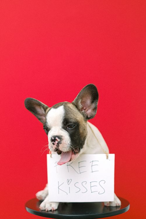Free Cute French Bulldog puppy with a 'Free Kisses' sign against a vibrant red background. Stock Photo