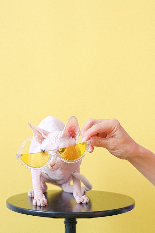 Základová fotografie zdarma na téma kočka bez vlasu, na výšku, sluneční brýle