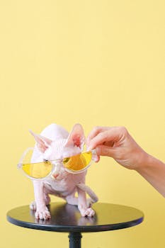 一只无毛猫戴着黄色太阳镜，在充满活力的黄色背景下显得时尚