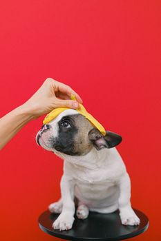 一只戴着香蕉皮帽子的可爱法国斗牛犬，背景是充满活力的红色