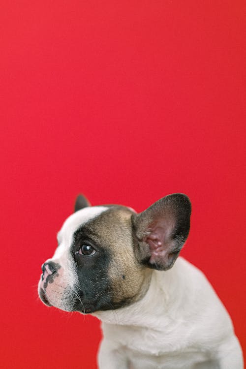 White and Black Short Coated Dog