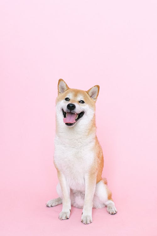 Free Portrait of Shiba Inu Dog Stock Photo