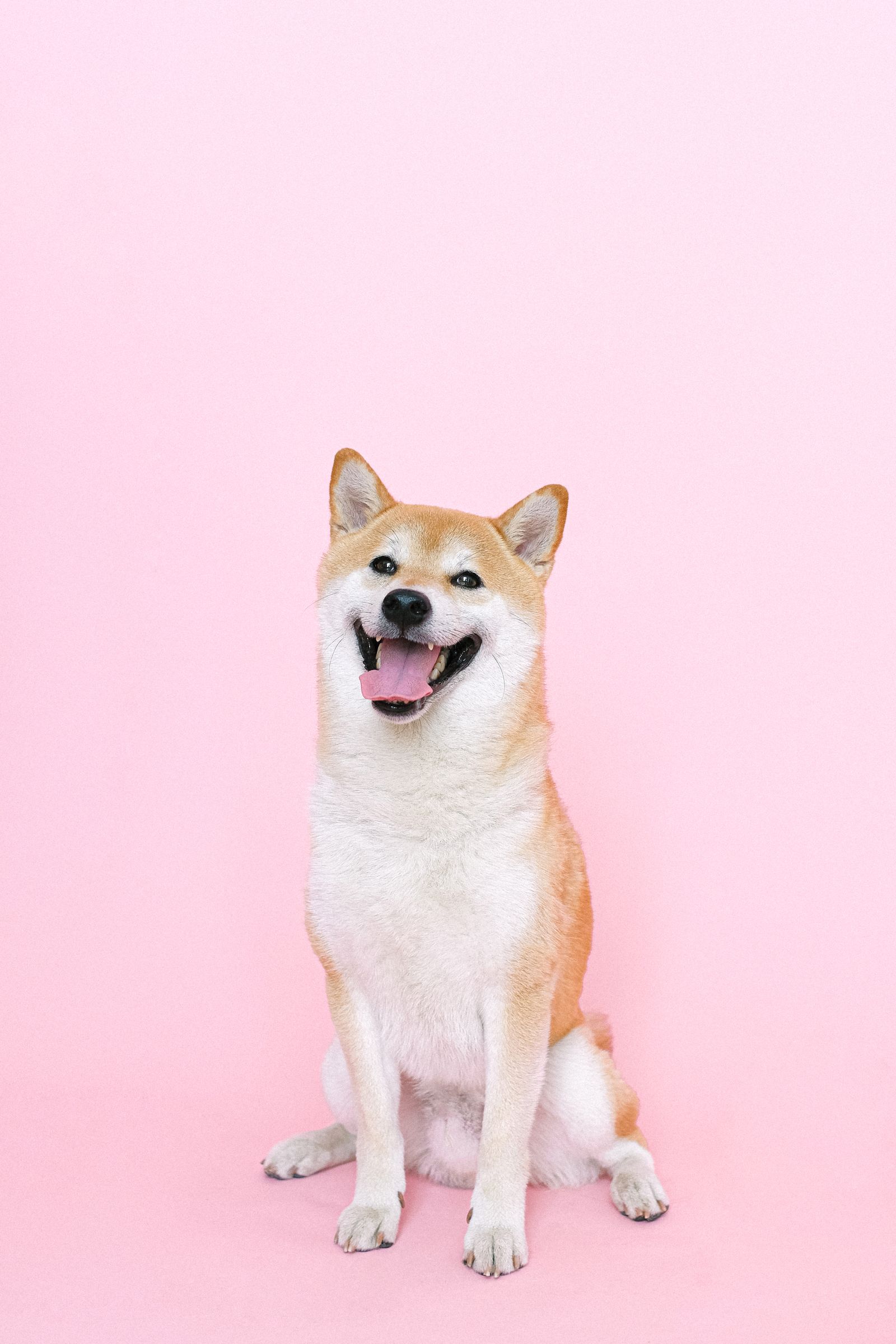 Happy dog and cat
