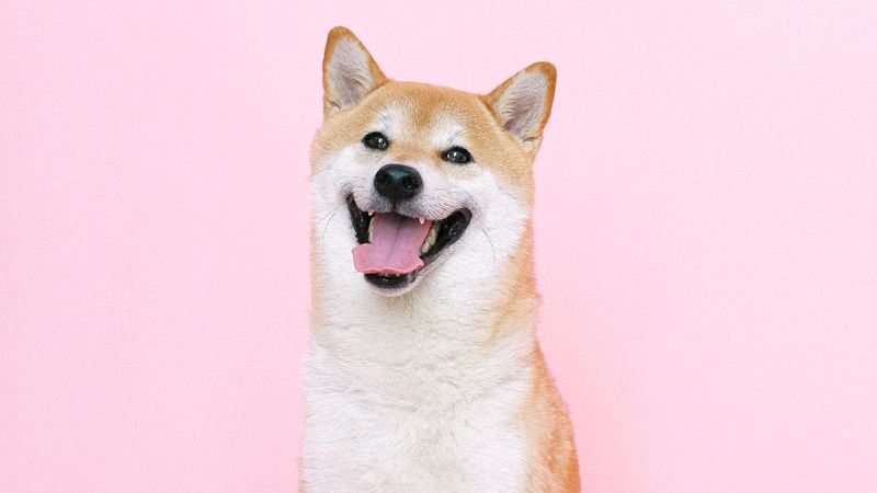 calm dog relaxing on couch after cbd for dog anxiety treatment