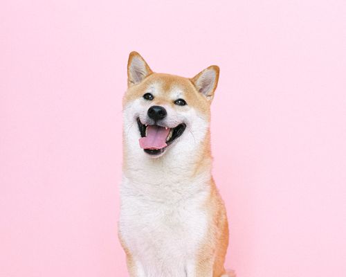 Groomed dog