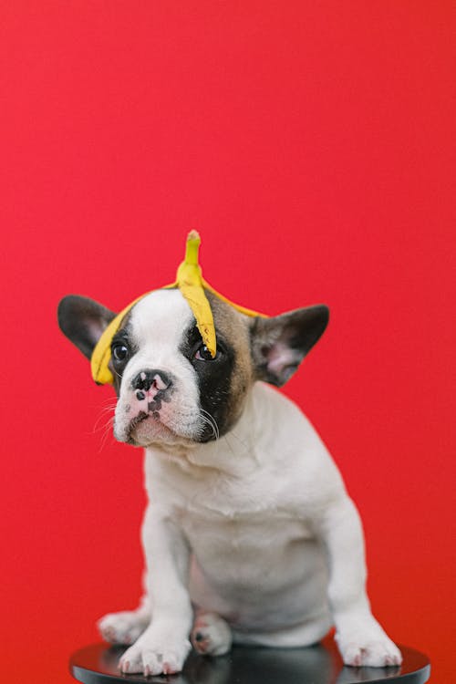 Free Banana Peel on the Head of a French Bulldog  Stock Photo
