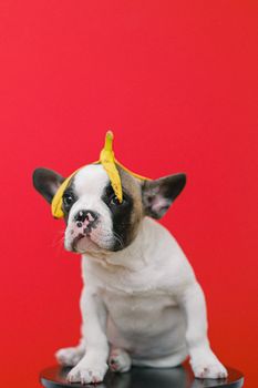 一只可爱的法国斗牛犬小狗，头顶着香蕉皮，背景是明亮的红色