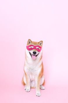 一只可爱的柴犬戴着粉色面具，背靠柔和的粉色背景，散发出俏皮与魅力