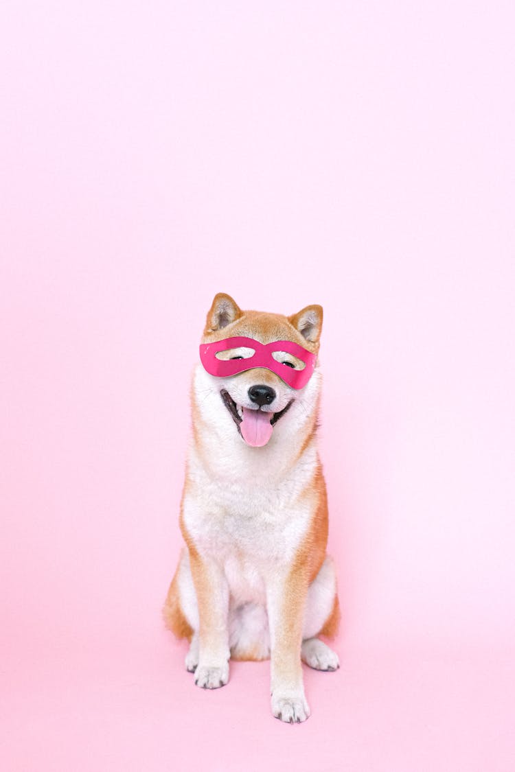 Brown And White Dog With Pink Mask