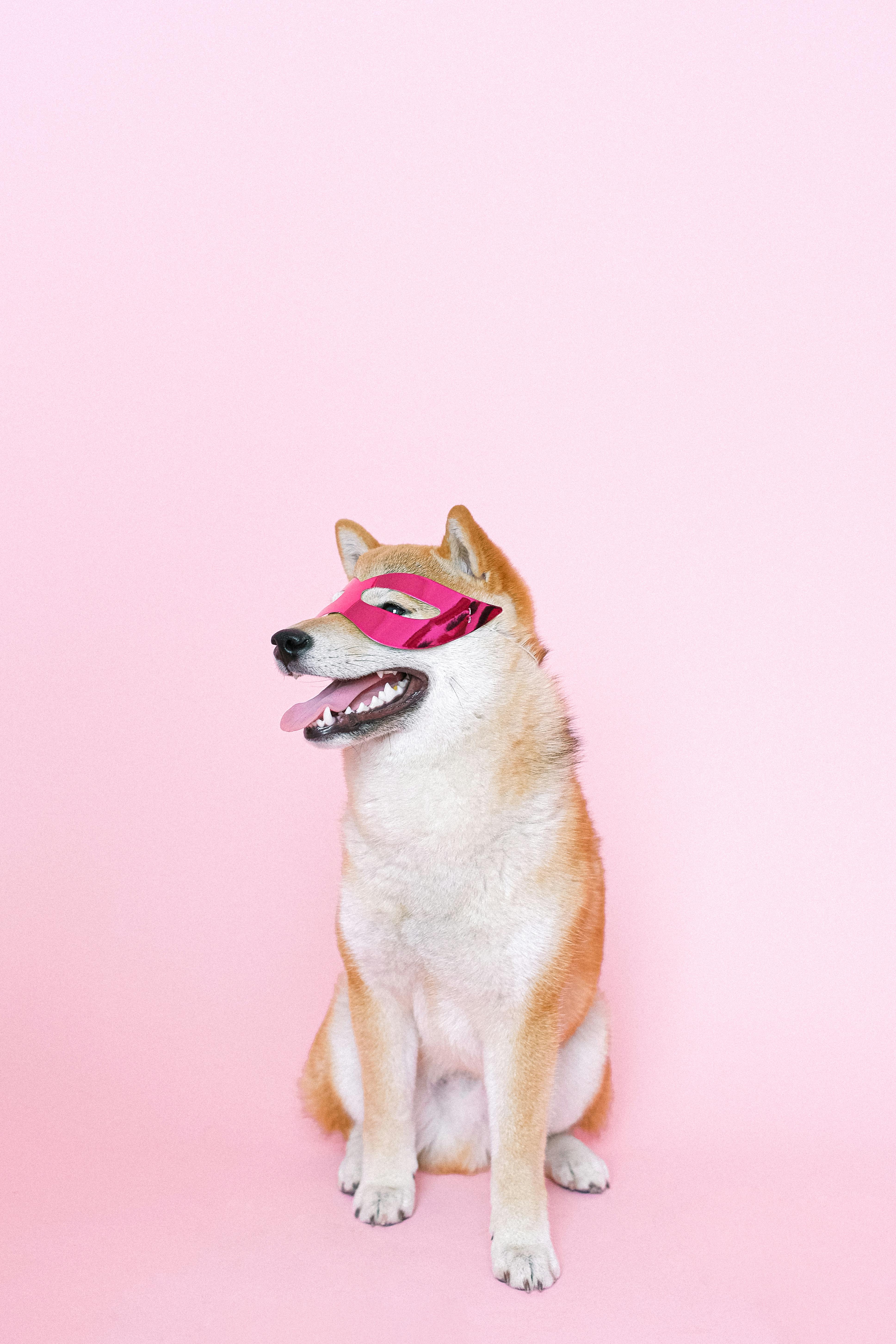 Shiba inu with outlet sunglasses