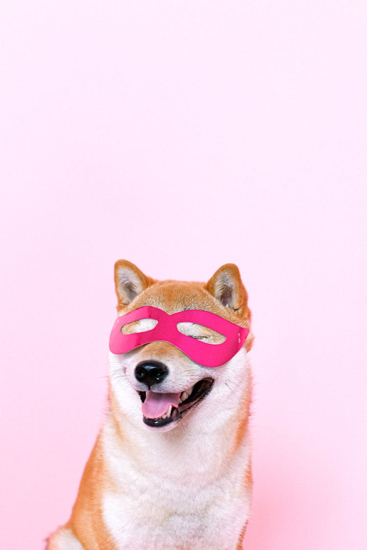 Dog Wearing Pink Mask