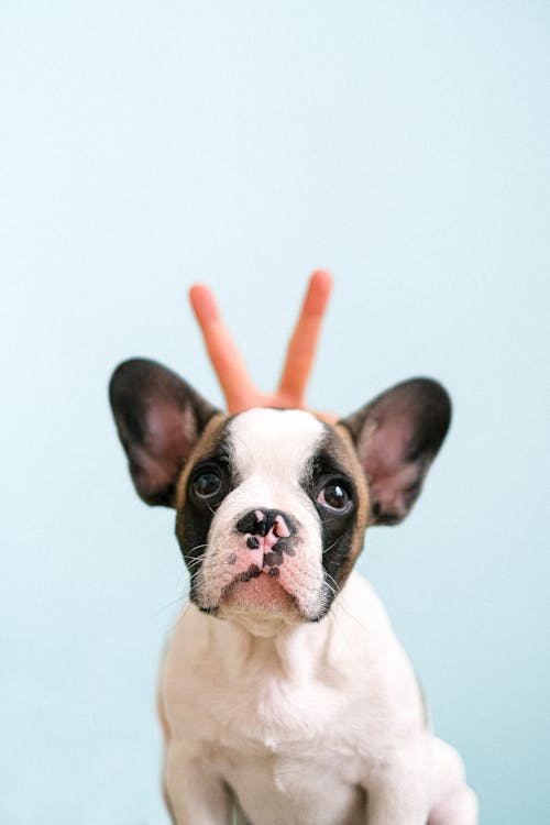 Free Puppy French Bulldog in a Studio Shot Stock Photo