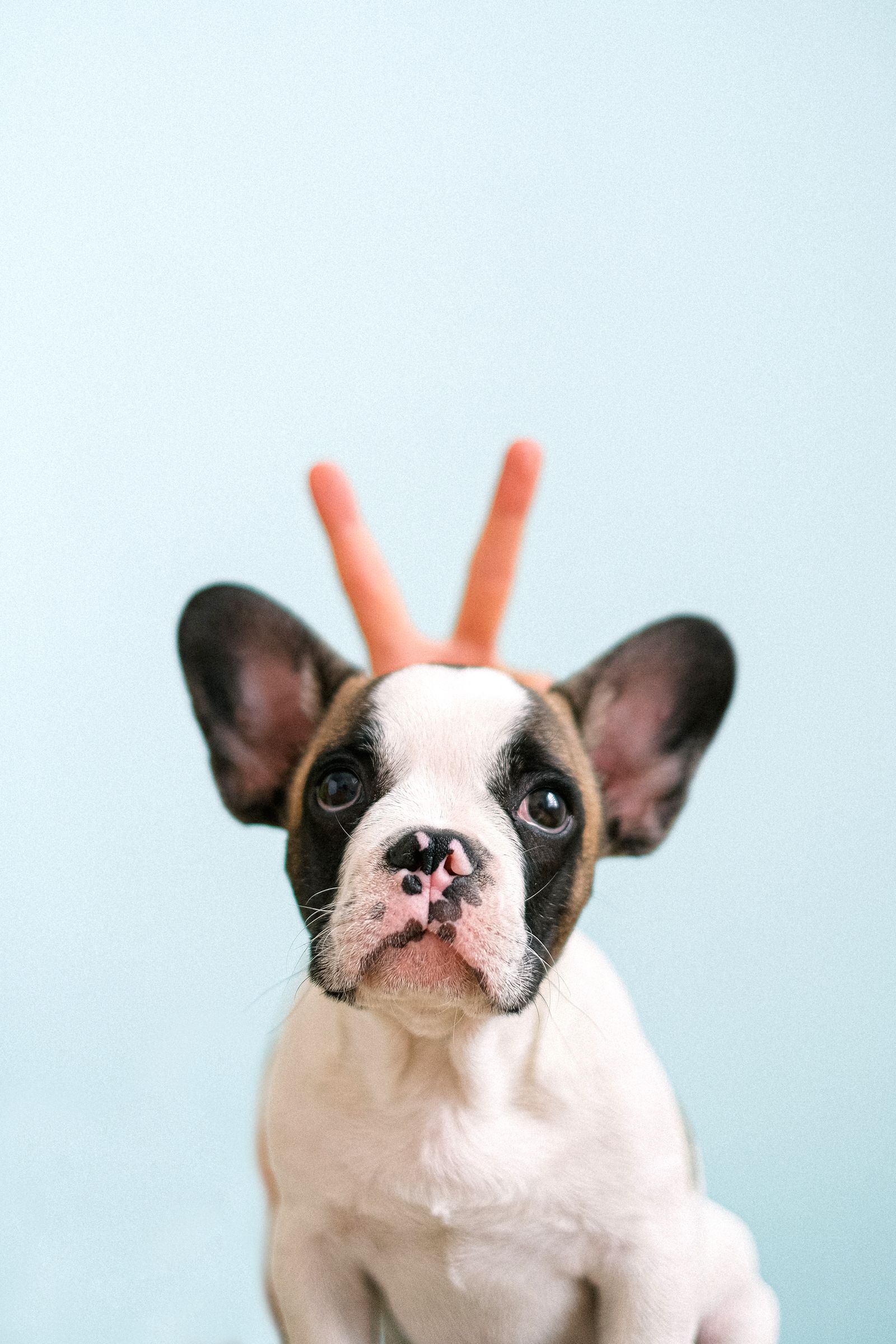 Dog Itching After Grooming: Causes, Treatment, and When to See a Vet